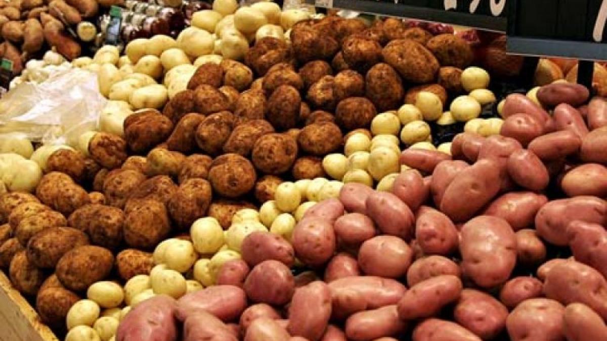 gustul amar al unei productii record la cartofi oamenii spun ca pretul cu care sunt nevoiti sa isi