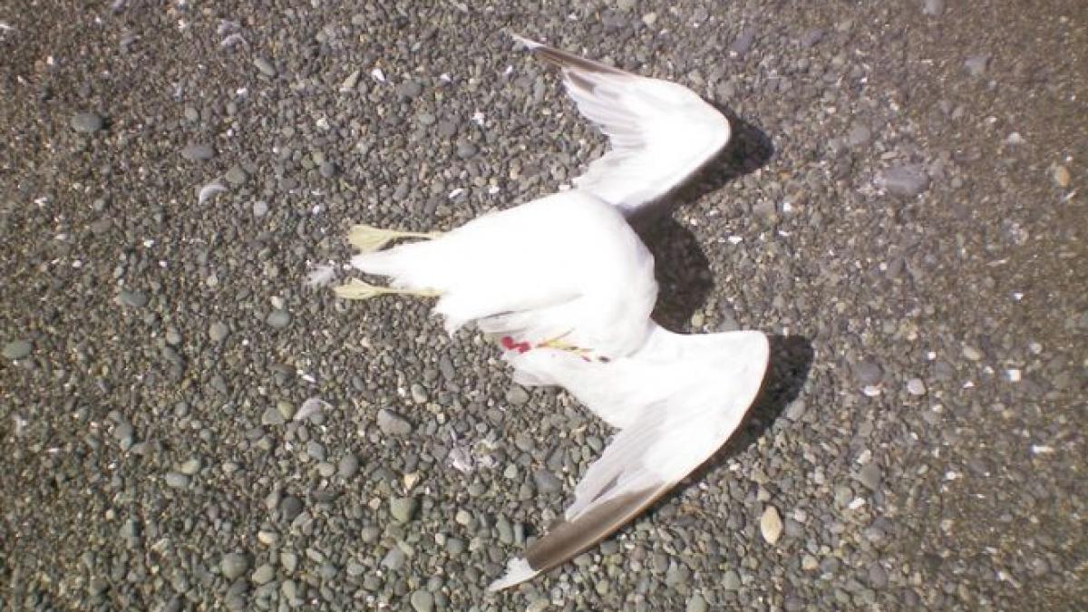 zeci de pasari salbatice gasite moarte in buzau