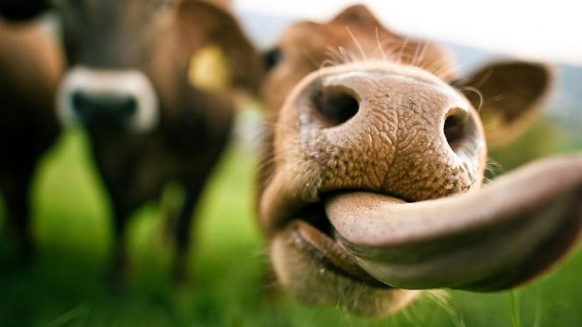 ansvsa 21 de animale cu boala limbii albastre au murit si aproape 200 sufera de aceasta afectiune