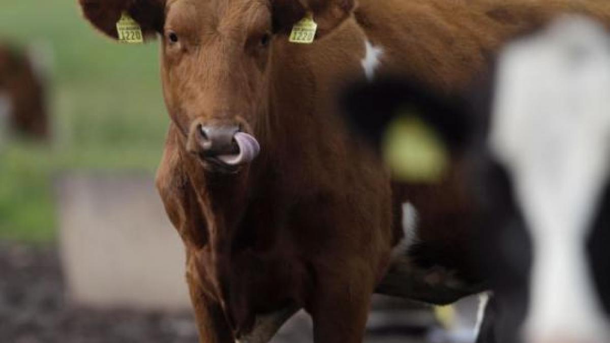 romania nu mai exporta carne in tarile arabe pierderile fermierilor sunt uriase