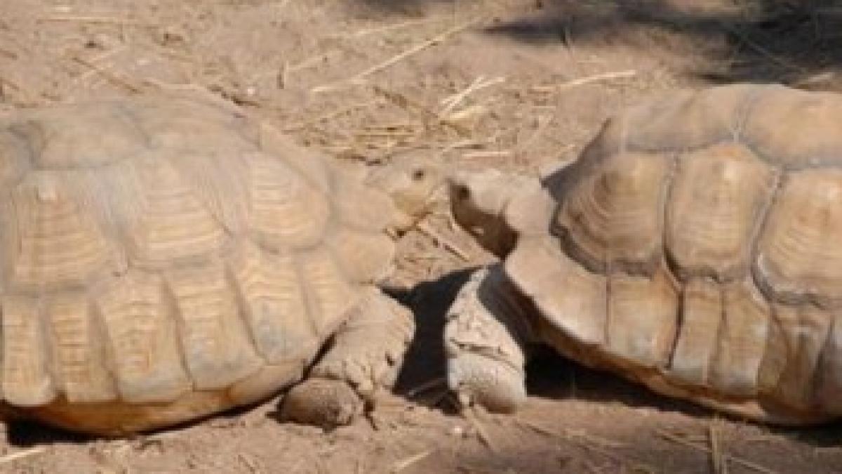 afla care este secretul longevitatii