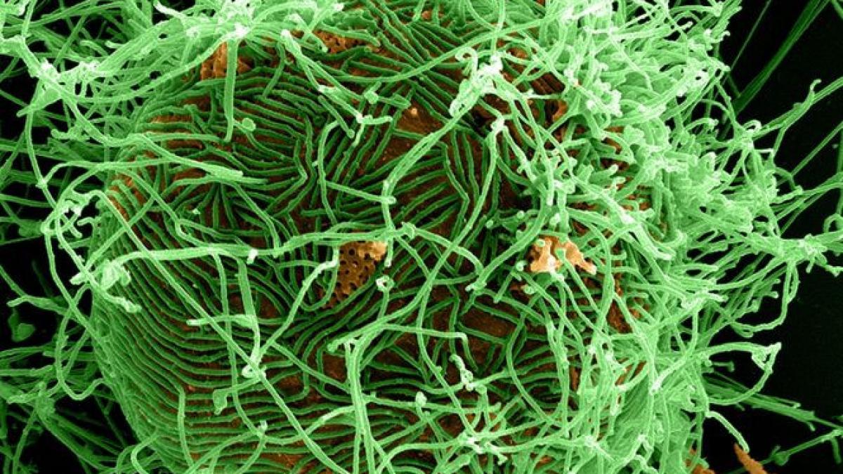 numarul mortilor creste cu rapiditate cel mai recent bilant al epidemiei de ebola