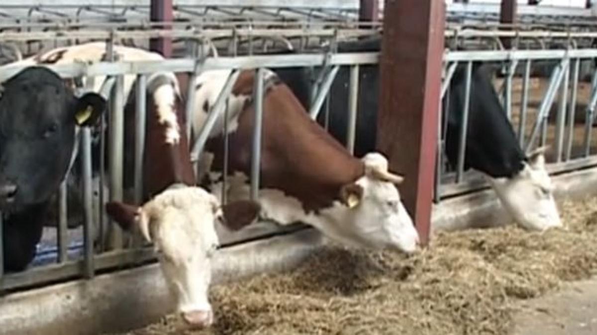 romania nu are bani pentru vaccinul impotriva bolii limbii albastre