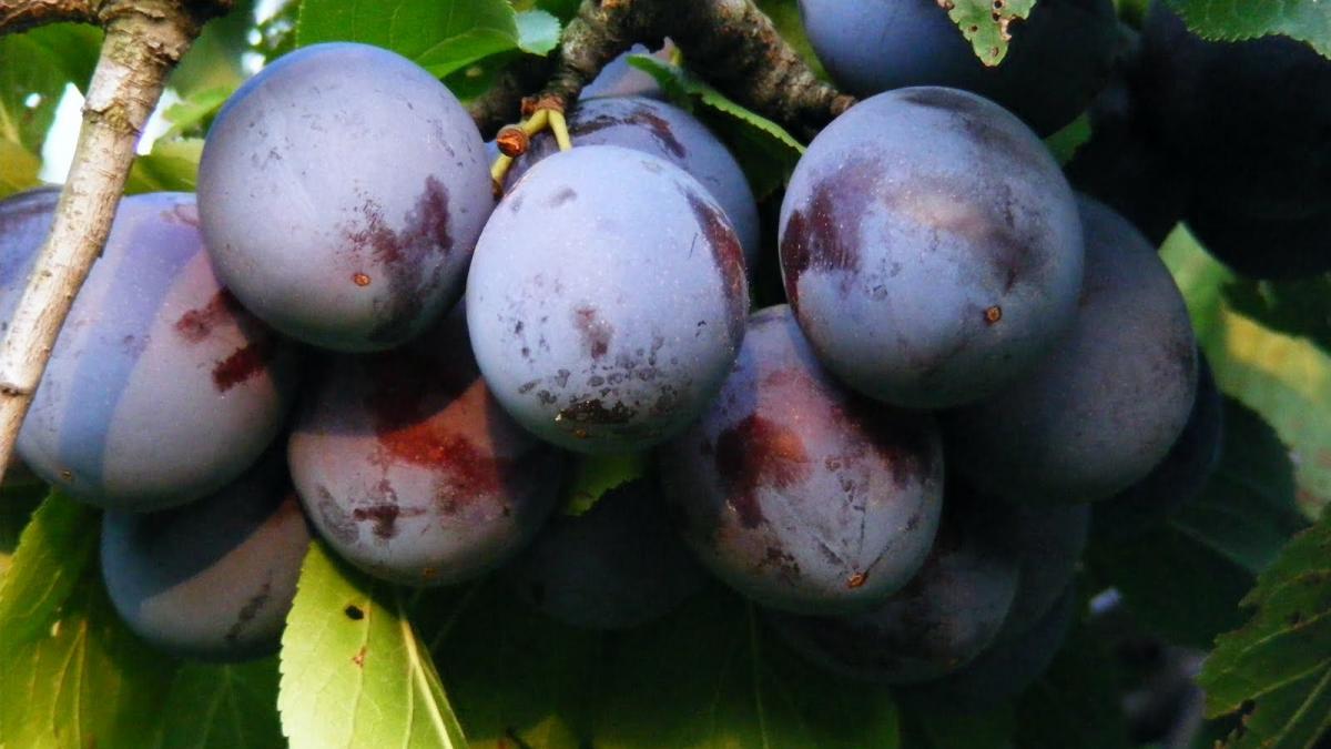 rusia loveste indirect romania embargoul asupra produselor agroalimentare afecteaza zeci de