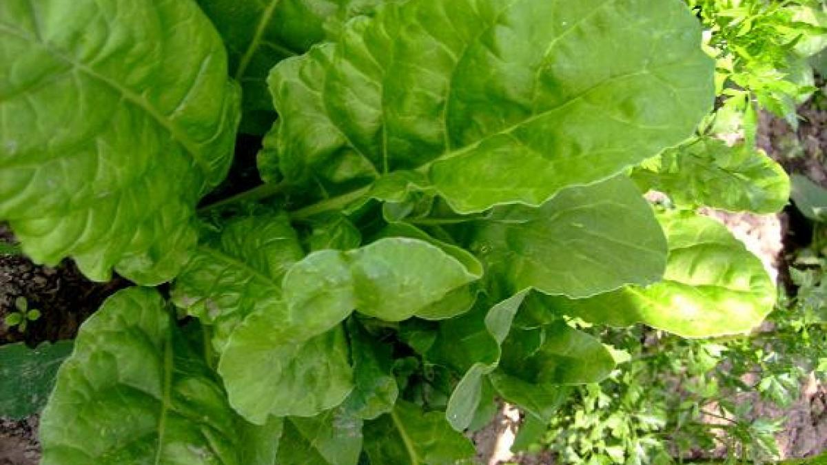 alimentul minune care scade pofta de dulciuri si fast food cu 95 rezultatele studiului sunt