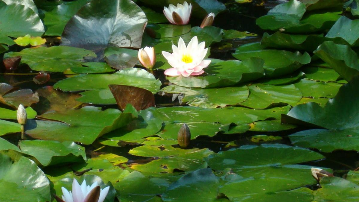cum ne batem joc de istorie lacul cu nuferi de la ipotesti locul de basm ce l a inspirat pe