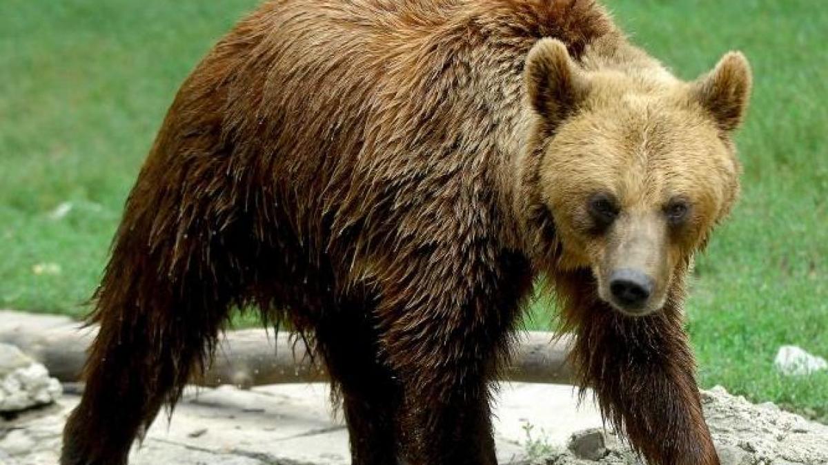 un urs a stat mai bine de 12 ore prins in gardul unei gradini din judetul dambovita