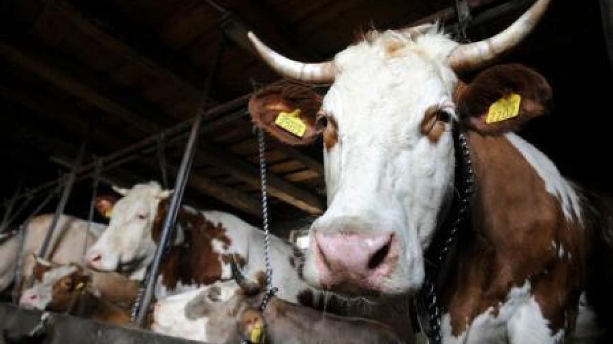 primul caz de boala limbii albastre a fost confirmat la braila