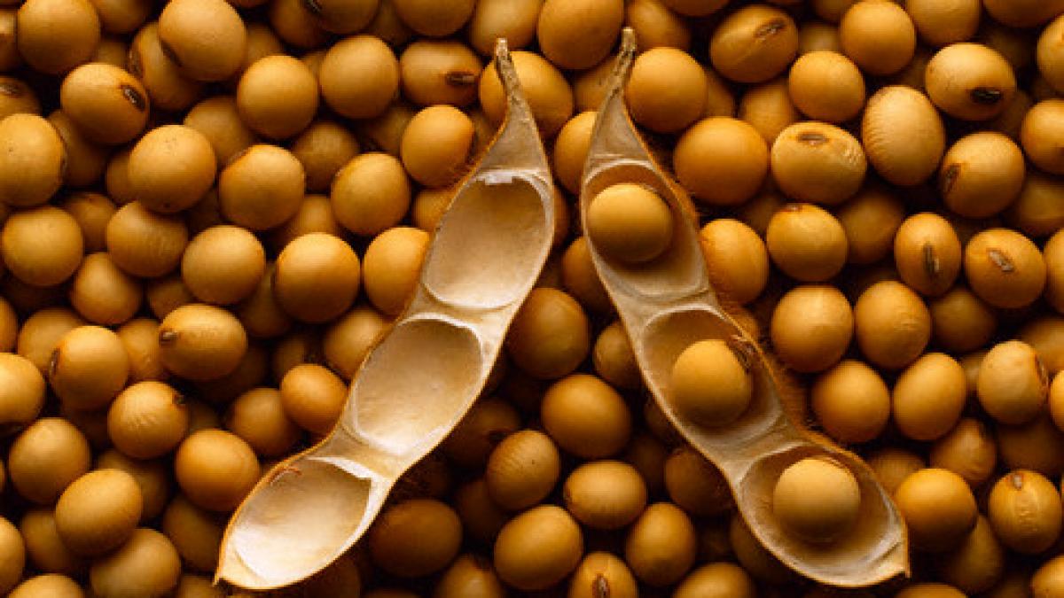 legatura socanta intre soia si cancerul la san are un efect stimulator al cancerului