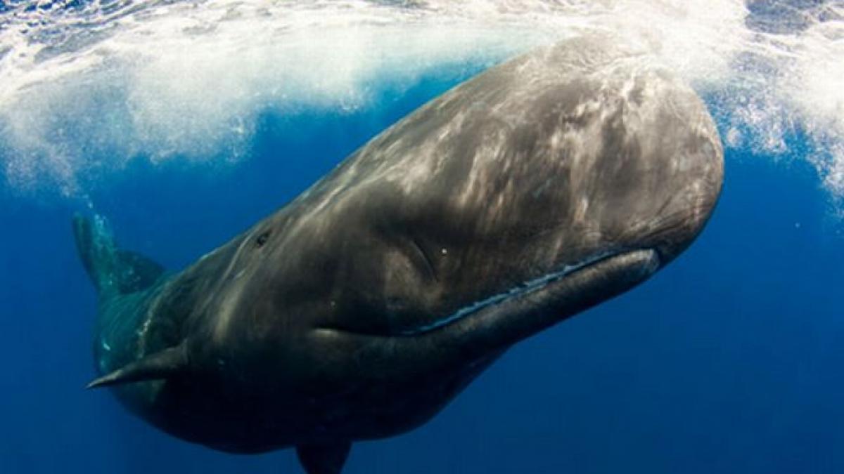 zeci de italieni s au mobilizat pentru a salva mai multi casaloti esuati pe o plaja de la marea