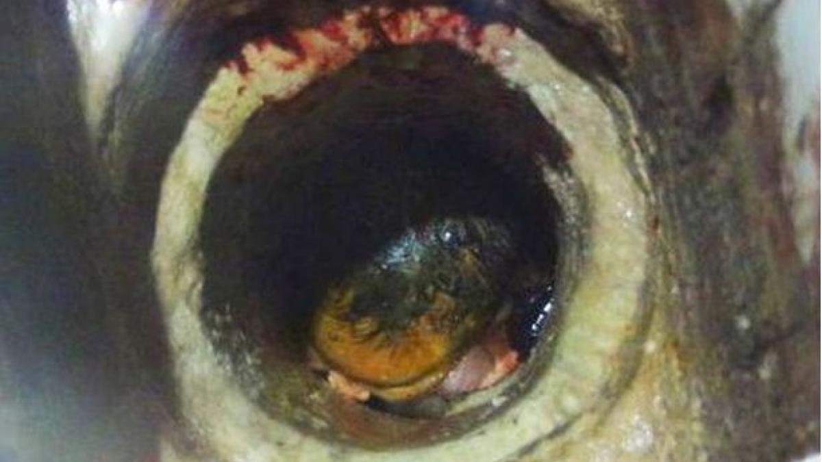 video caz socant in china nou nascut aruncat in wc si abandonat de propria mama