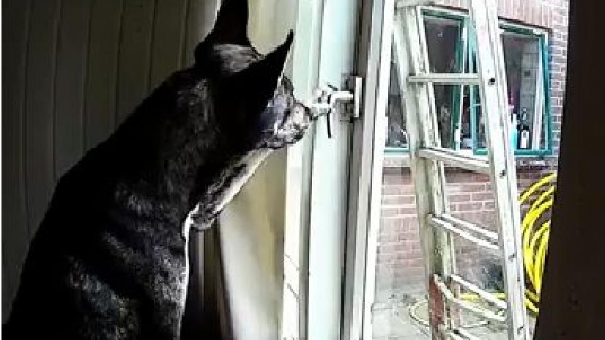 au montat o camera in living sa vada ce face cainele lor imaginile i au lasat fara cuvinte pe