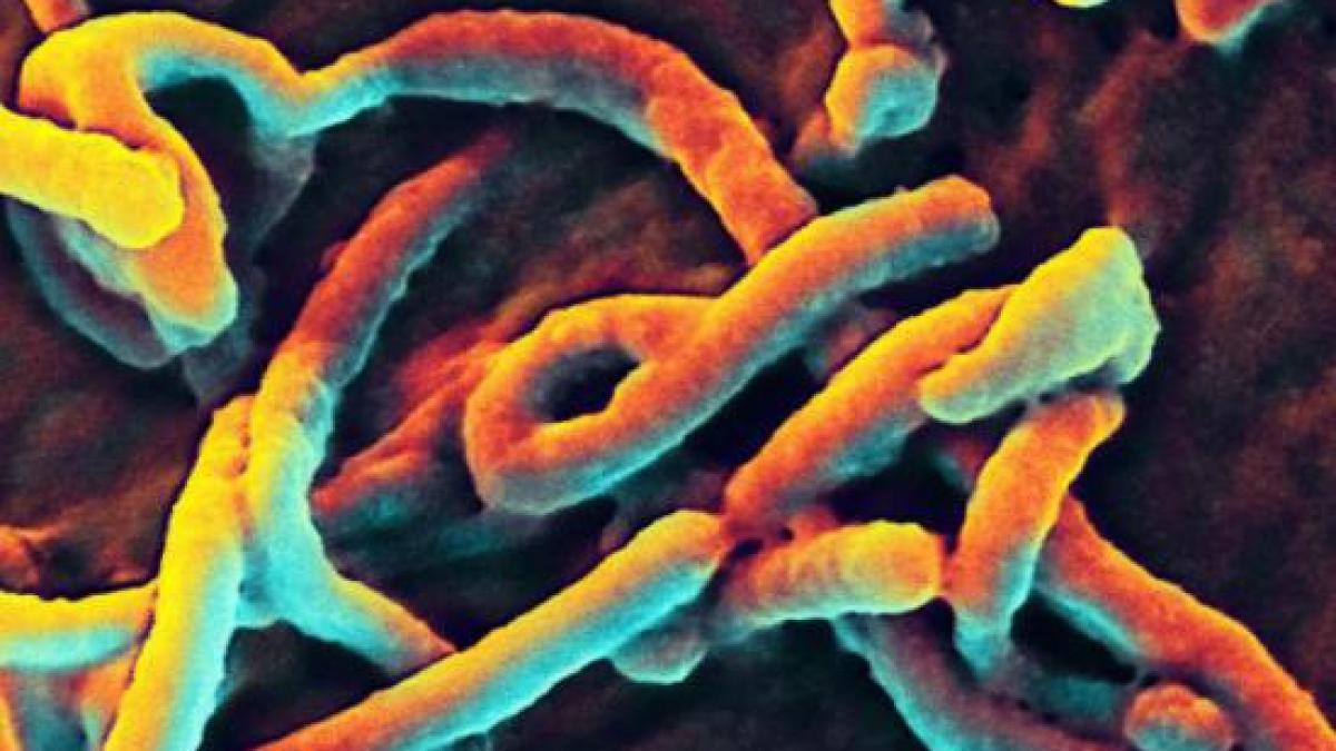 banicioiu in weekend a fost o suspiciune de ebola aceasta fiind infirmata in urma testelor