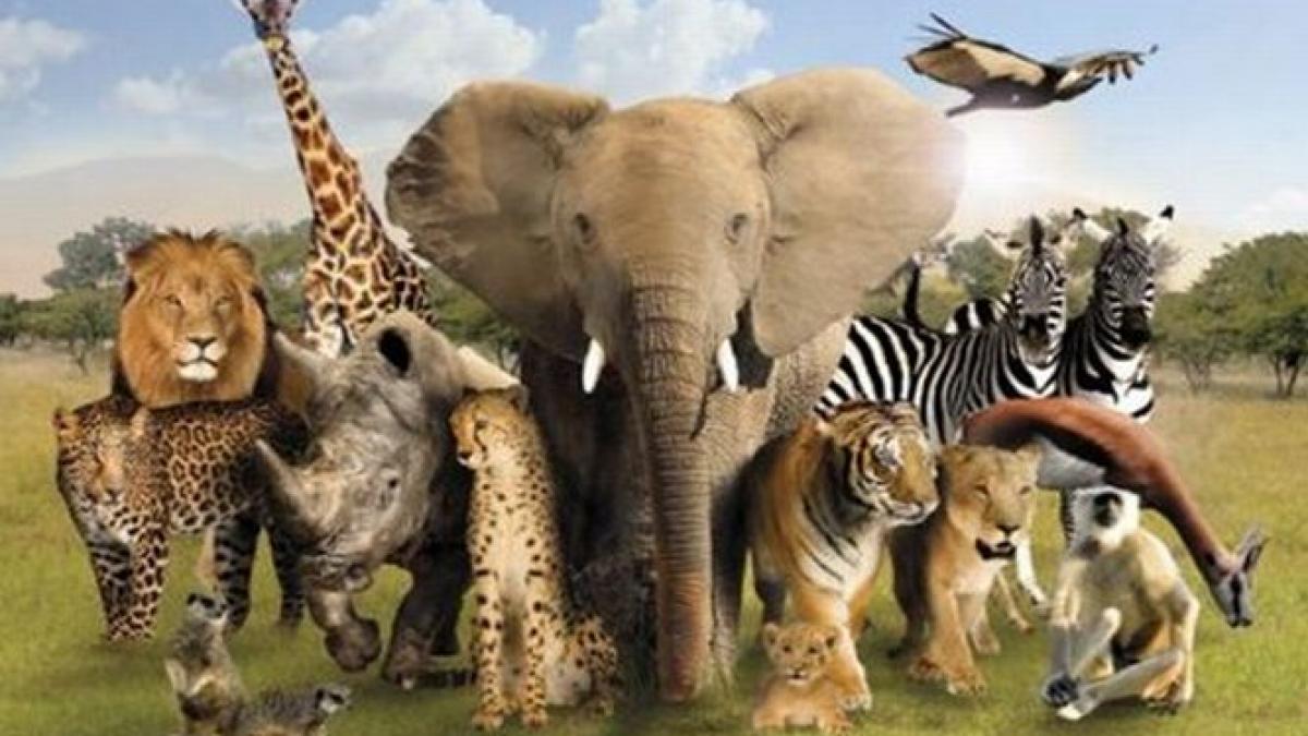 alerta ecologica pe terra numarul animalelor salbatice a scazut la jumatate iar oamenii sunt