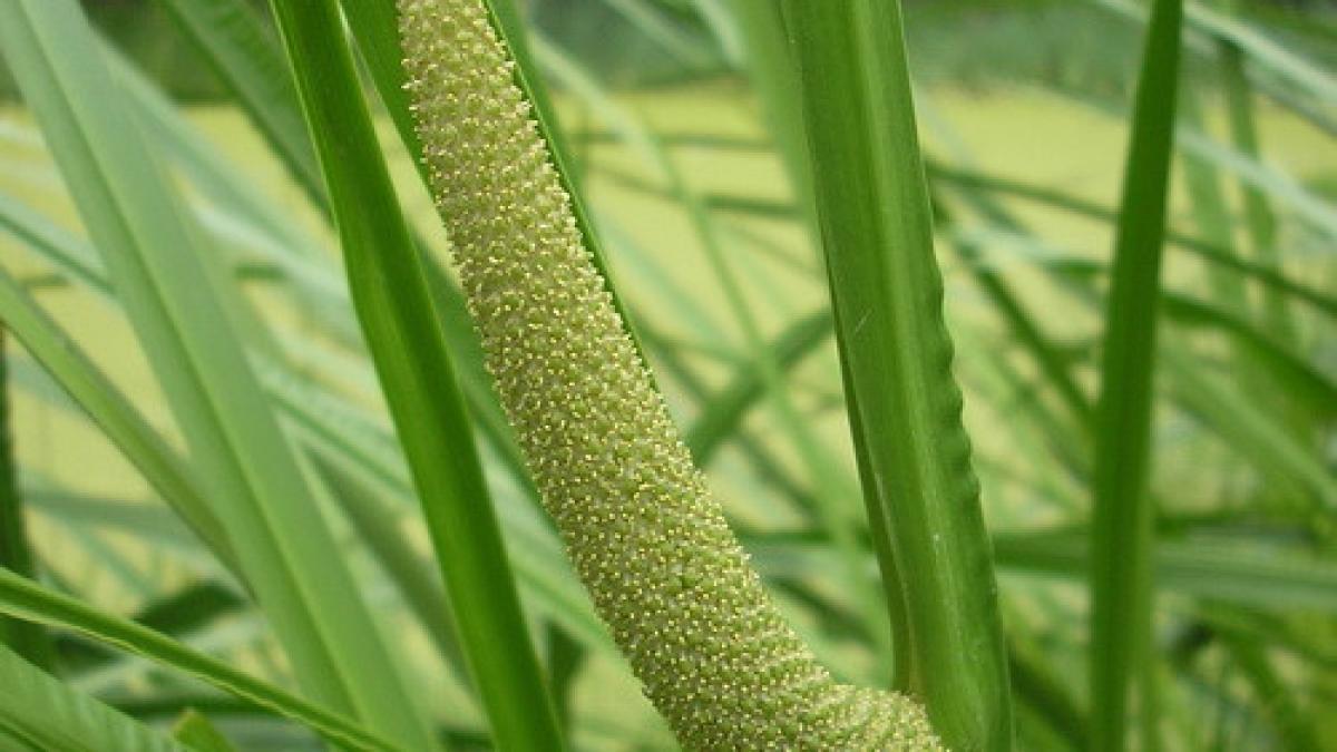 planta adusa din india care vindeca cele mai grave forme de cancer