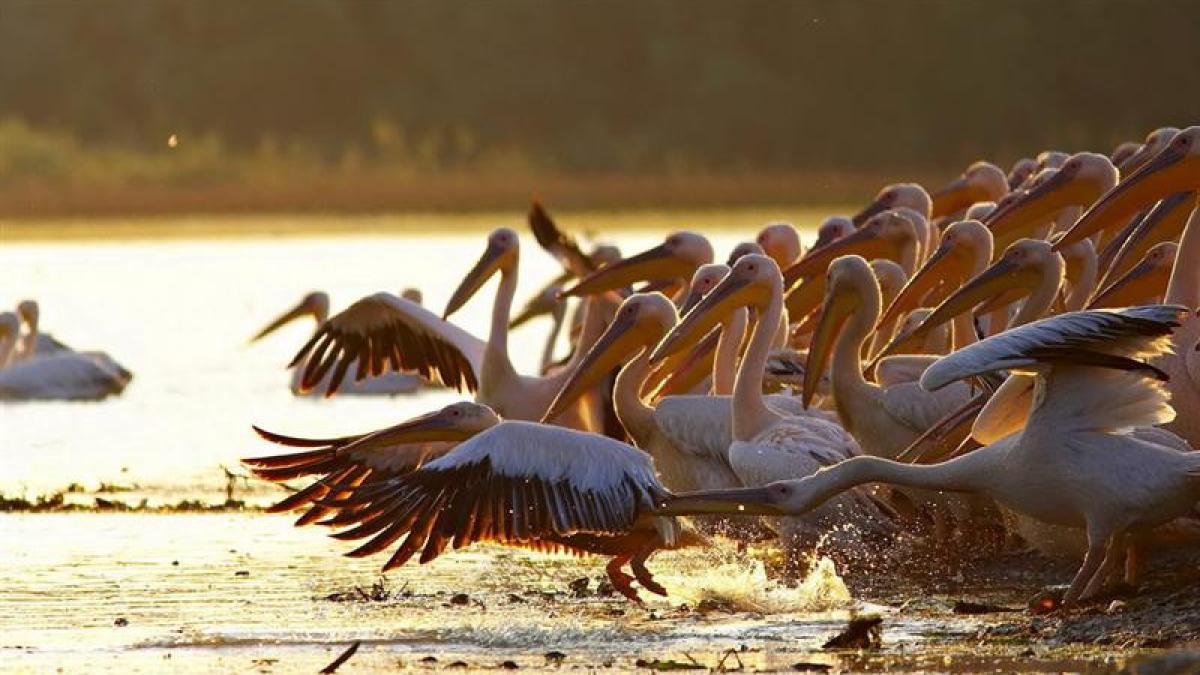 schimbarile climatice pot distruge delta dunarii speciile invazive se vor inmulti necontrolat iar