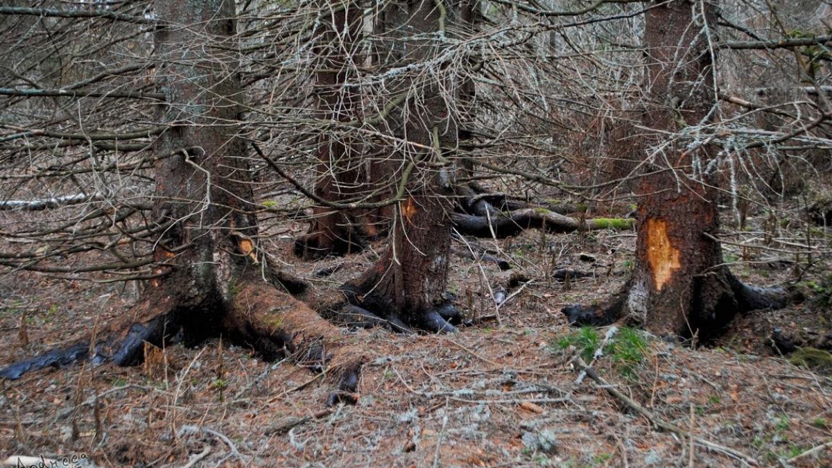 descoperire socanta intr o padure din braila ce au gasit trei barbati care plecasera dupa lemne si