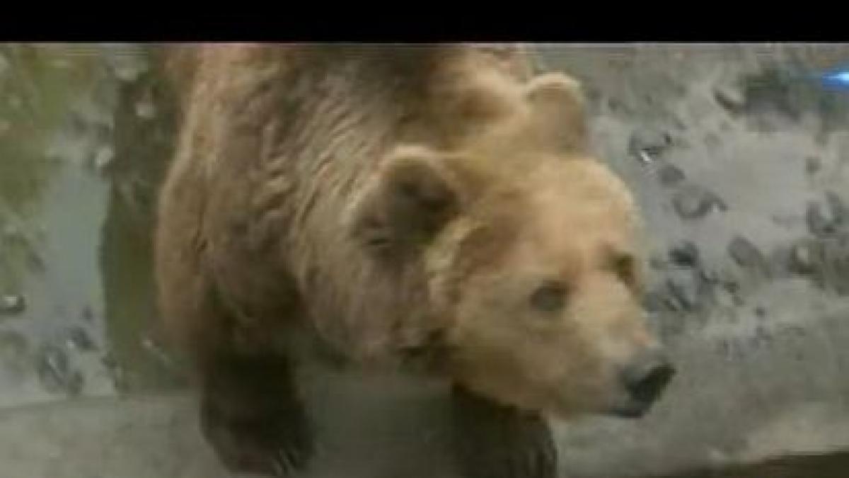 batrani atacati de urs in judetul gorj