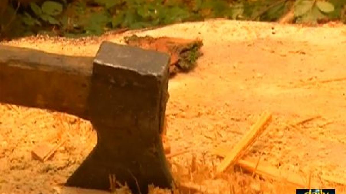 daily income codrul frate cu strainul ce se intampla cu padurile romaniei