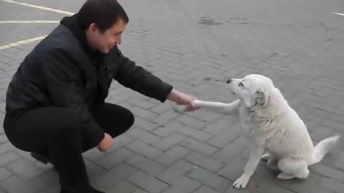 un maidanez din rusia e vedeta pe internet vezi cum se poarta cu un trecator