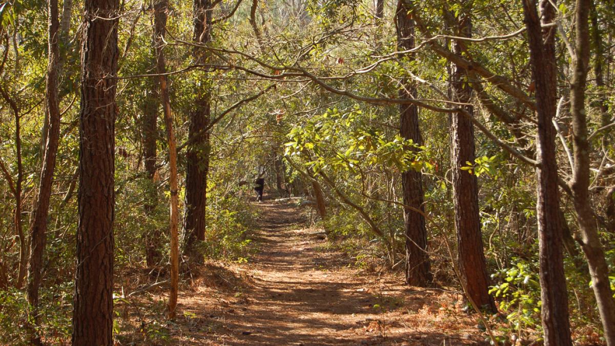 a pornit pe un drum nemarcat in padure descoperirea facuta l a lasat fara cuvinte e un oras fantoma