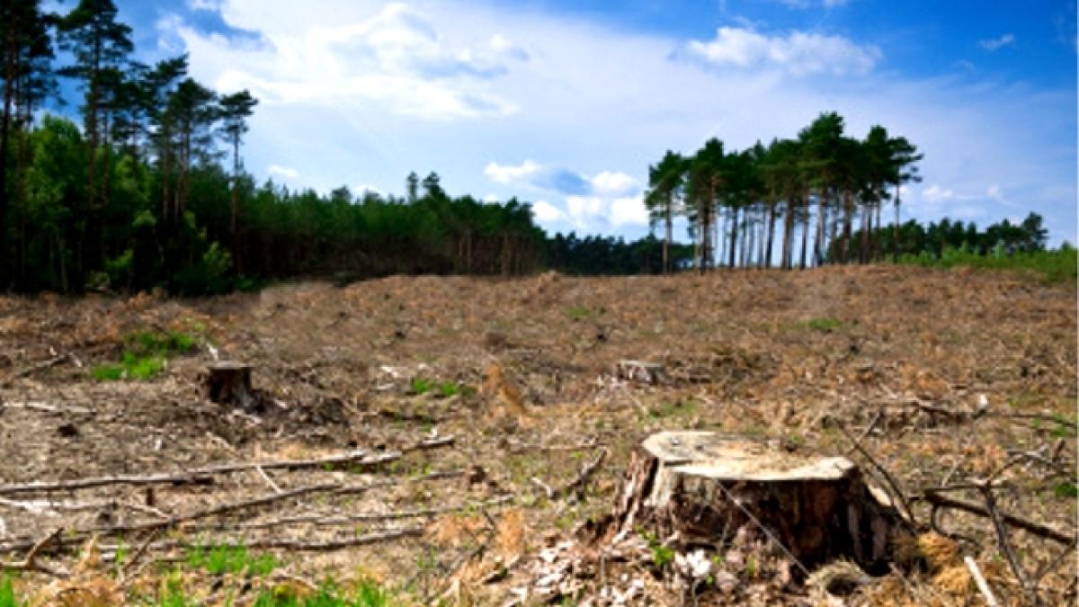 daily income ministrul doina pana despre modificarile aduse la codul silvic