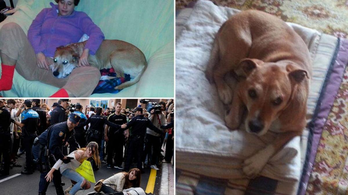 isteria ebola ia amploare in spania iubitorii de animale au iesit in strada pentru excalibur