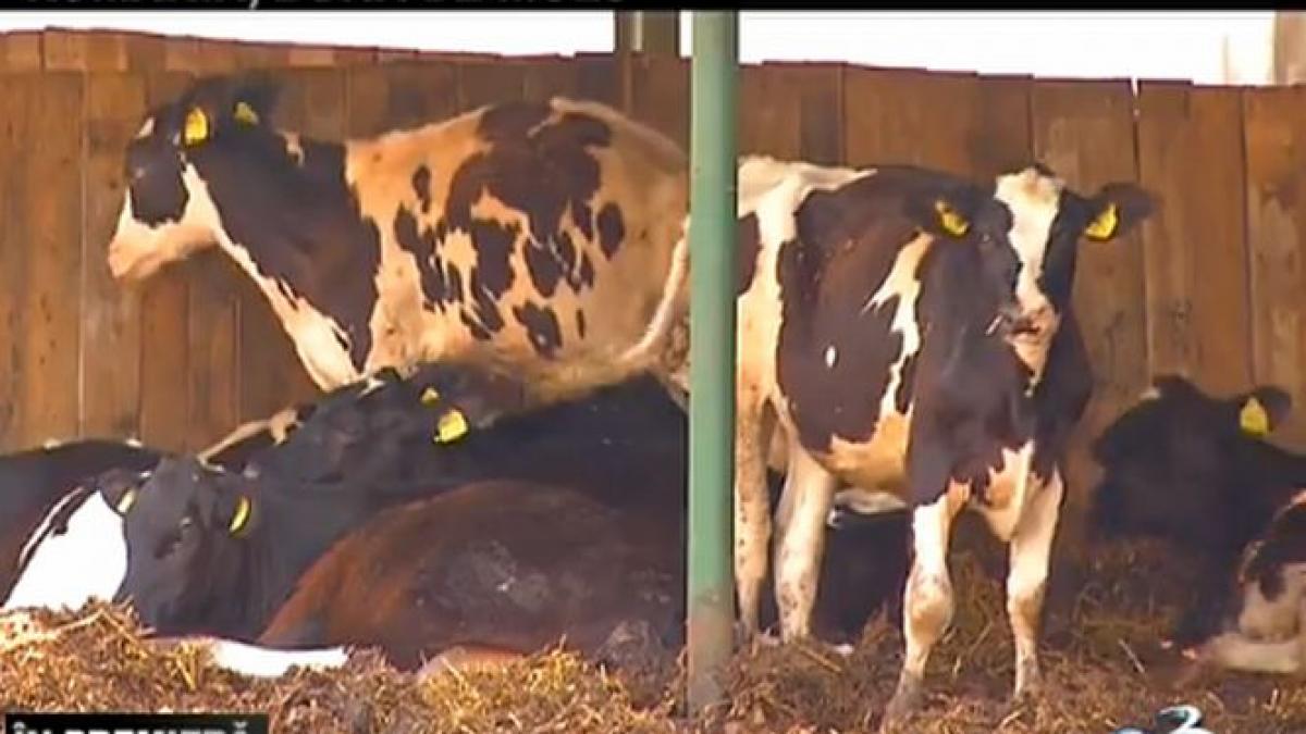 reportaj in premiera romania buna de muls