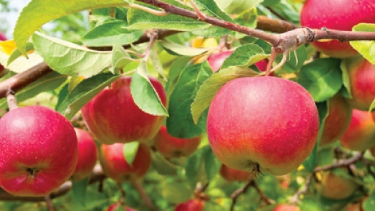 fructul minune care slabeste cum te ajuta marul sa slabesti daca mananci unul pe zi