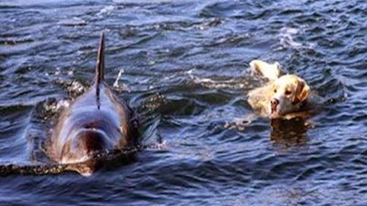 delfin 1.jpg