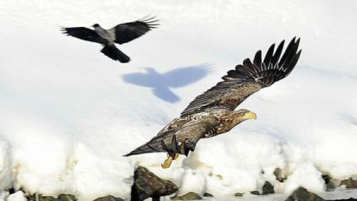ideea ce poate schimba aerodinamica am studiat cu mare atntie vulturii ce fac in situatii de stres