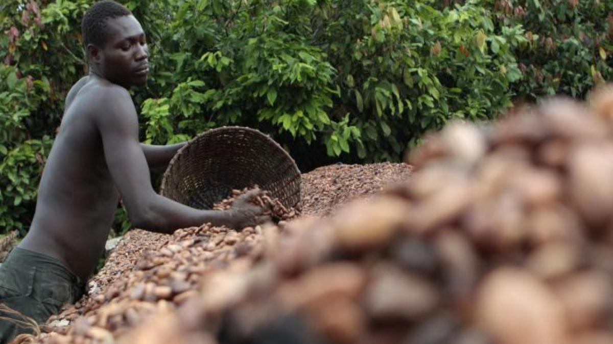 preturile la ciocolata ar putea exploda din cauza epidemiei de ebola