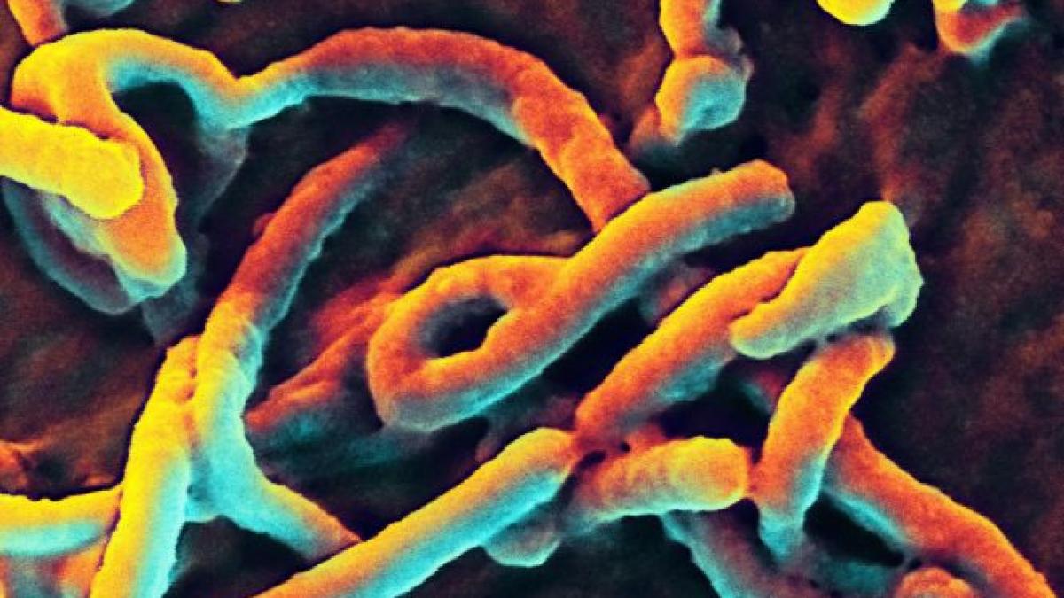 fonduri insuficiente pentru lupta impotriva ebola onu are numai 100 000 de dolari din cele 20 de