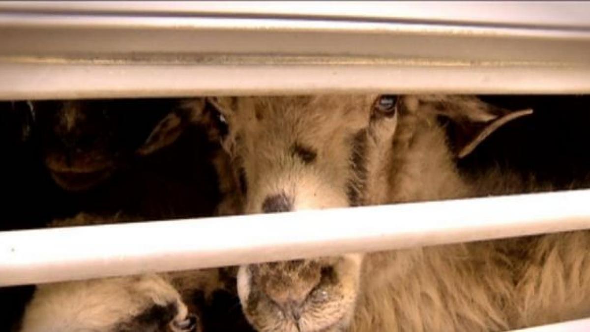 in premiera romania sacrificata un material cutremurator