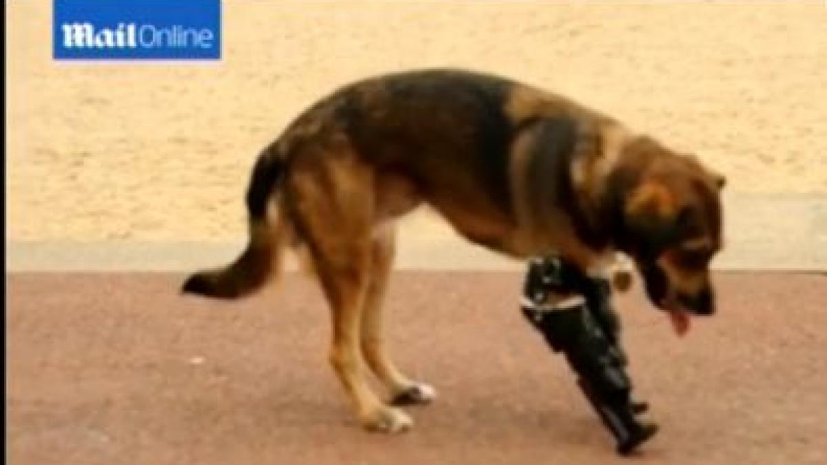 maidanezul bionic un caine adoptat din romania de o familie britanica a primit o noua sansa de a se