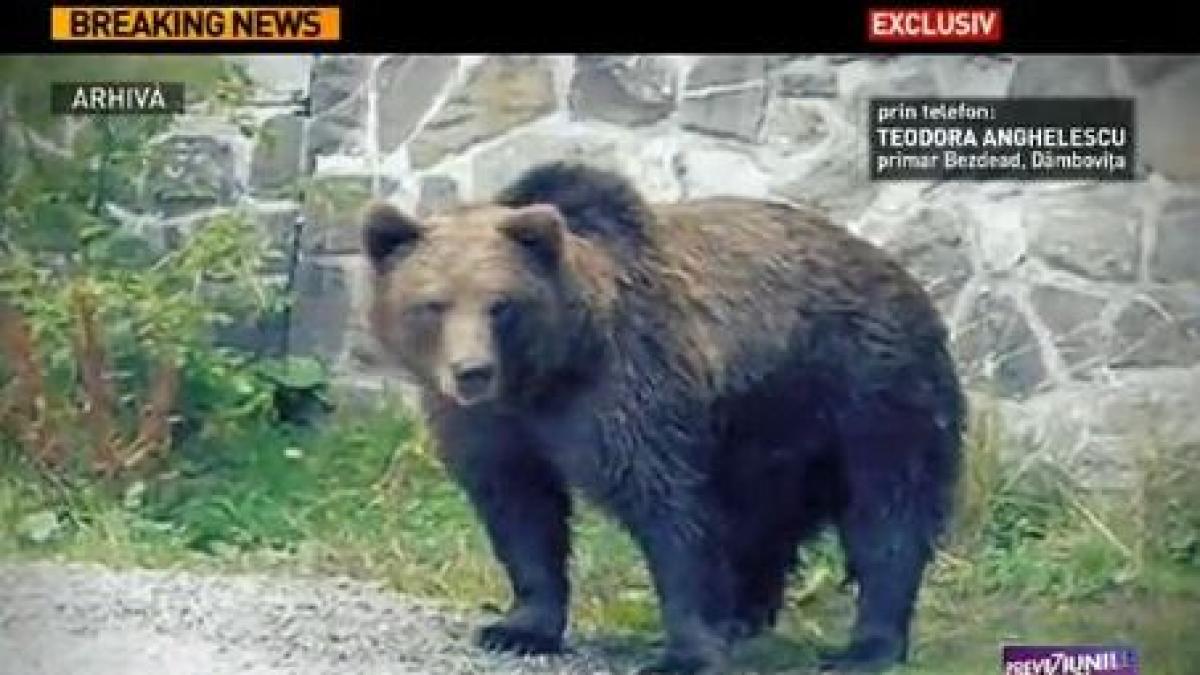 un urs a ramas blocat in gardul unei scoli din judetul dambovita