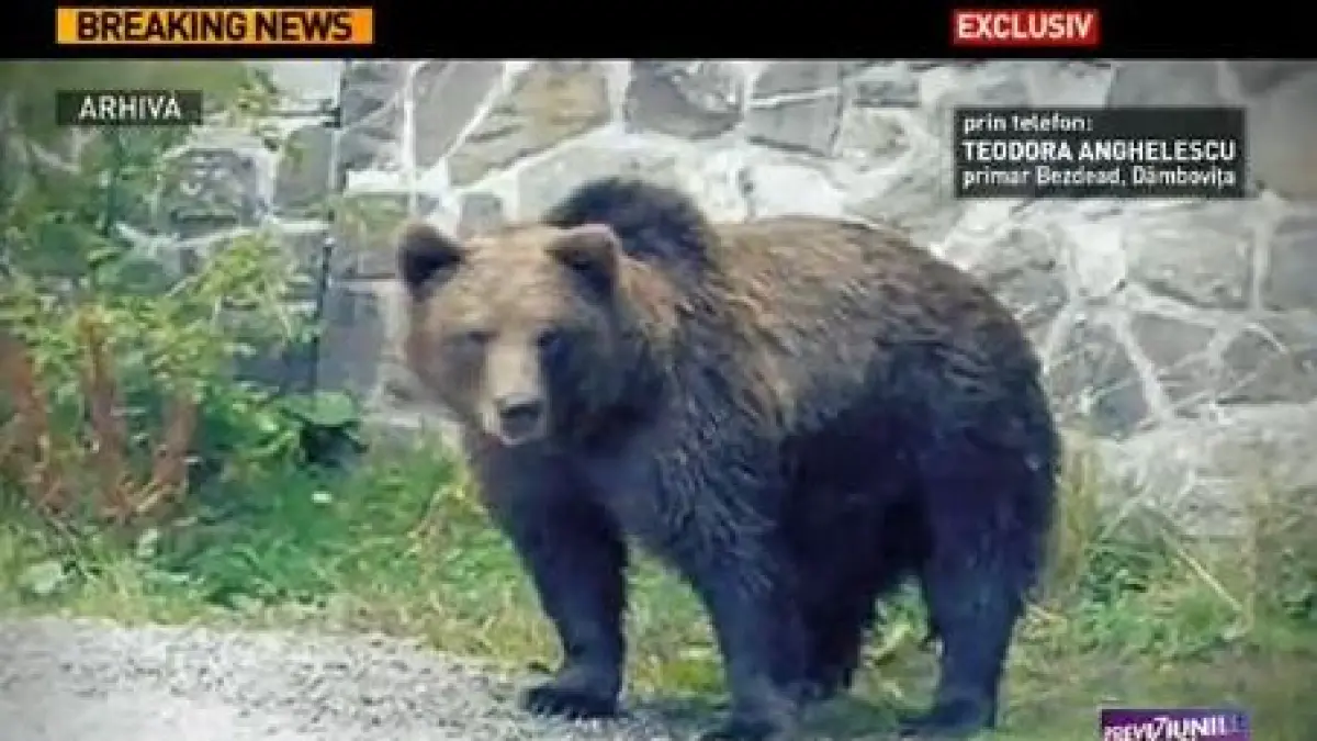 un urs a ramas blocat in gardul unei scoli din judetul dambovita