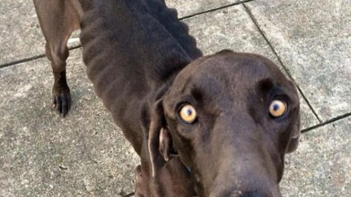 alex cainele salvat de la moarte dupa ce a fost abandonat de stapani se hranea cu pietre si