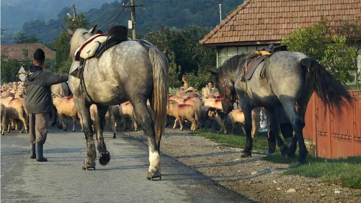 adevarul usturator despre romania cum rad austriecii de noi ajungi mai repede din ungaria in