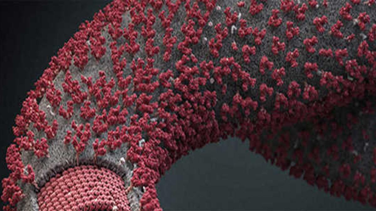 ce au descoperit oamenii de stiinta despre ebola are origini mai vechi decat credeam