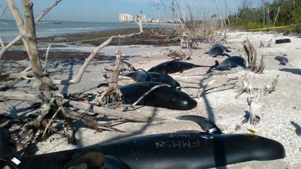 36 de balene esuate au murit pe o plaja din noua zeelanda