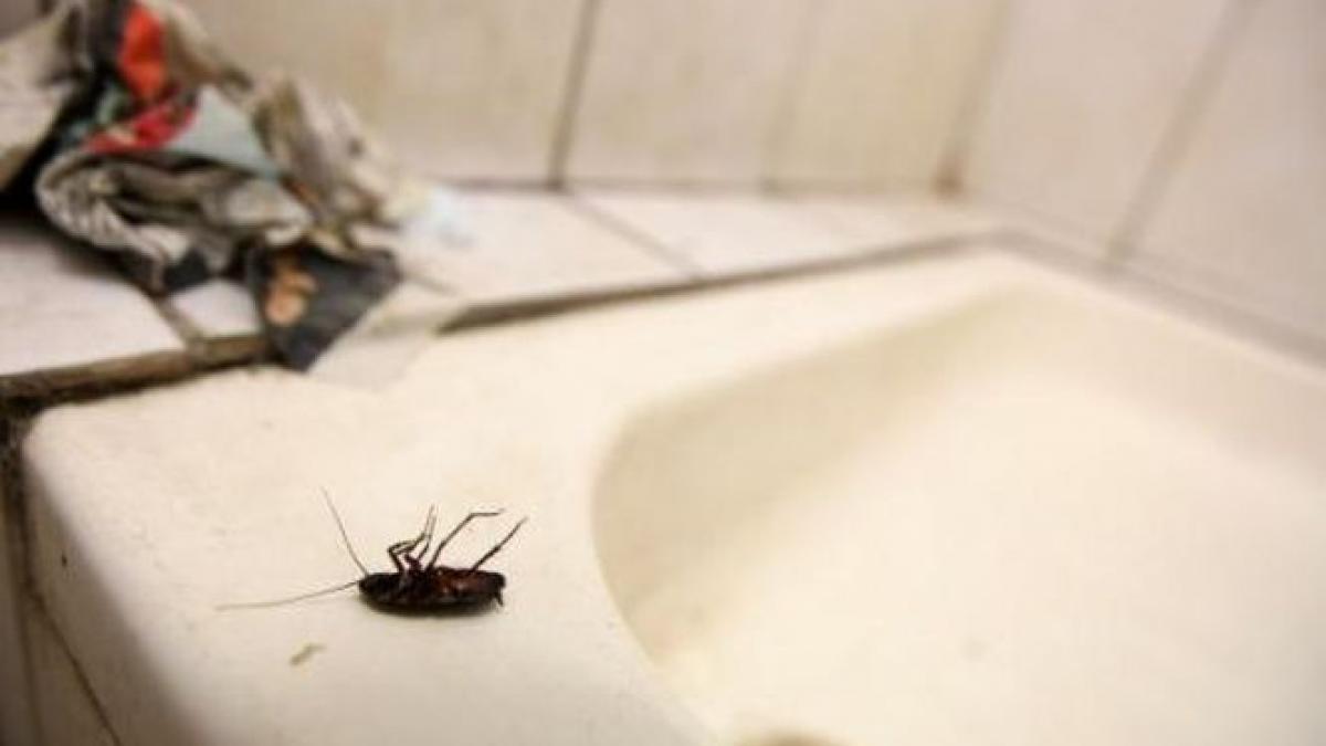 focar de infectie la maternitatea din ploiesti gandacii umbla peste tot pacientele se plang ca nu