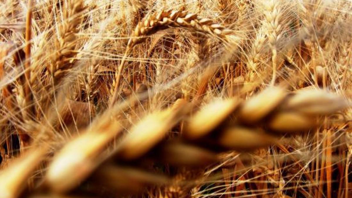 soarecii au mancat peste 6 din productia nationala de grau pagubele sunt estimate la 40 de milioane