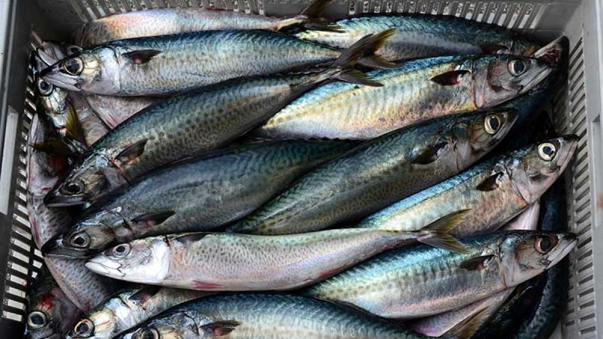 unul din cei mai cumparati pesti din romania infestati cu un parazit periculos poate provoca o