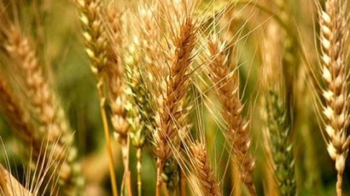 6 din productia de grau din romania distrusa de soareci valoarea in bani e de 40 de milioane de euro