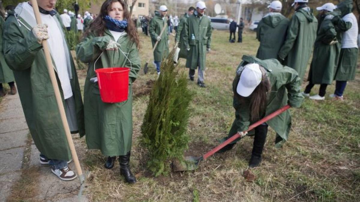 capitala creste verde aproape 4 000 de arbori si arbusti vor fi plantati in bucuresti