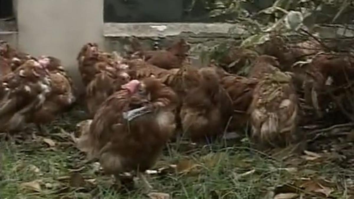 acl a facut plangere la politie dupa atacul cu gaini moarte din curtea sediului sau