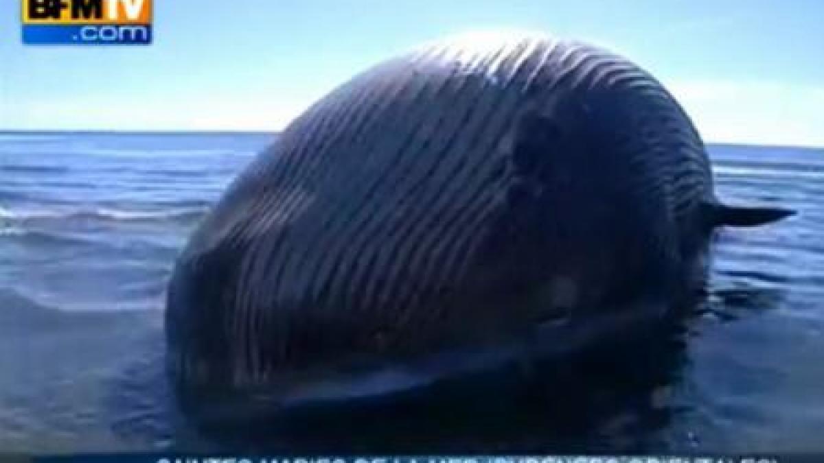 o balena esuata risca sa explodeze autoritatile sunt in alerta maxima