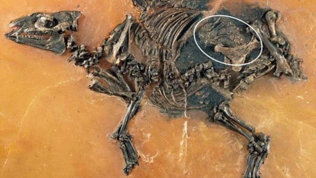 ce au descoperit oamenii de stiinta asupra scheletului unui animal care a murit acum 47 de milioane