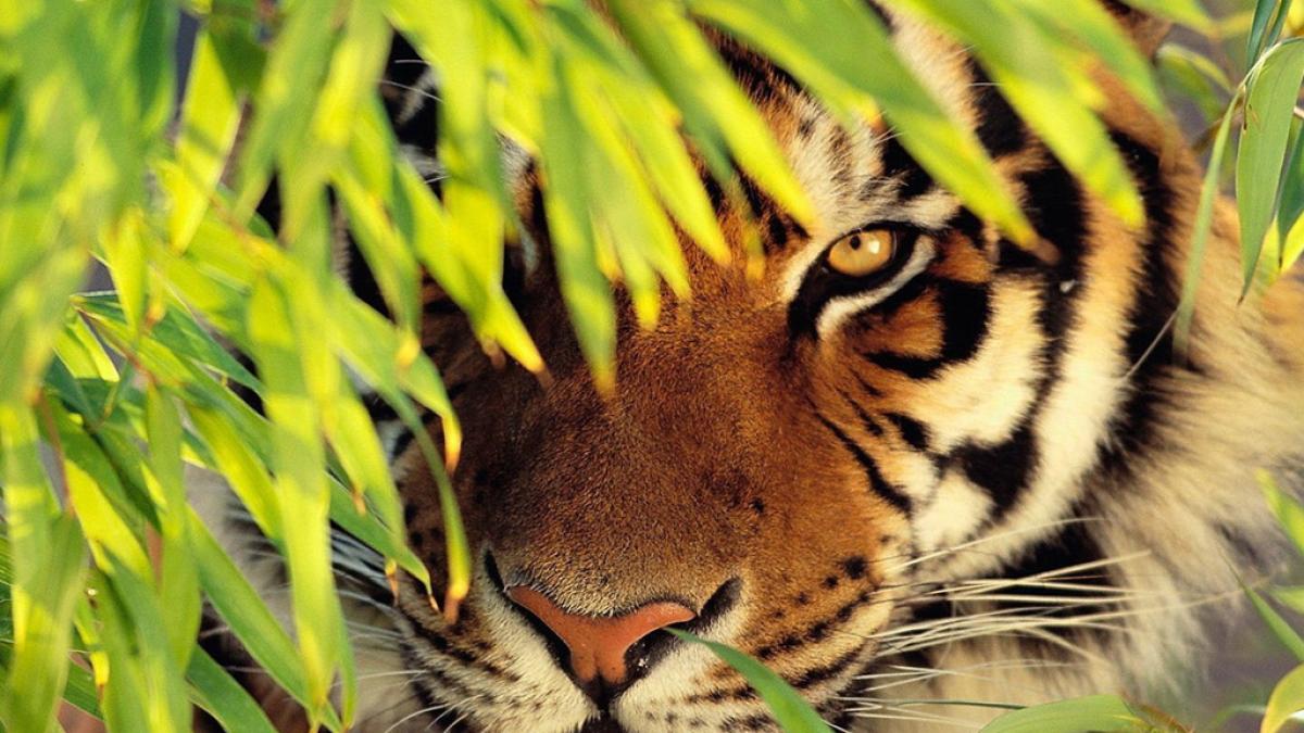 panica langa paris politistii cauta un tigru salbatic scapat liber pe strazi